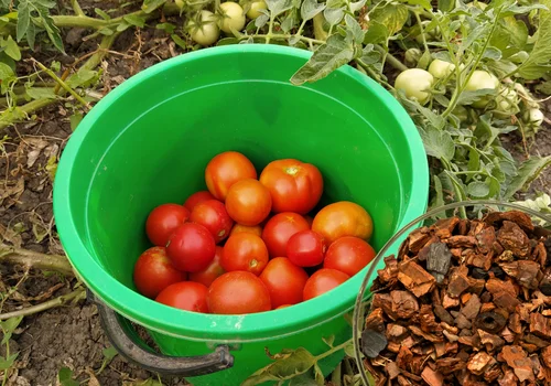 Ten jeden składnik sprawi, ze Twoje pomidory będą największe w okolicy! Dodaj go do ziemi i obserwuj efekty
