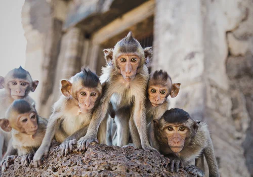 Dzień Małpy: Świętowanie Naszych Bliskich Krewnych w Królestwie Zwierząt