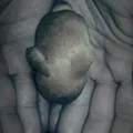 Zajączki drożdżowe