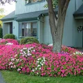 Kwiaty przed domem