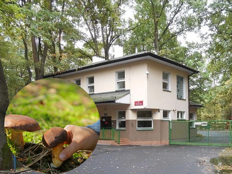 Dzieci z Afganistanu zatruły się w Polsce grzybami. Stan jest krytyczny. Poszukiwany dawca wątroby!