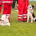 Międzynarodowy Dzień Psa Ratowniczego - Hołd dla Bohaterów na Czterech Łapach