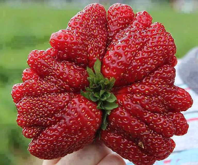 Truskawka gigant