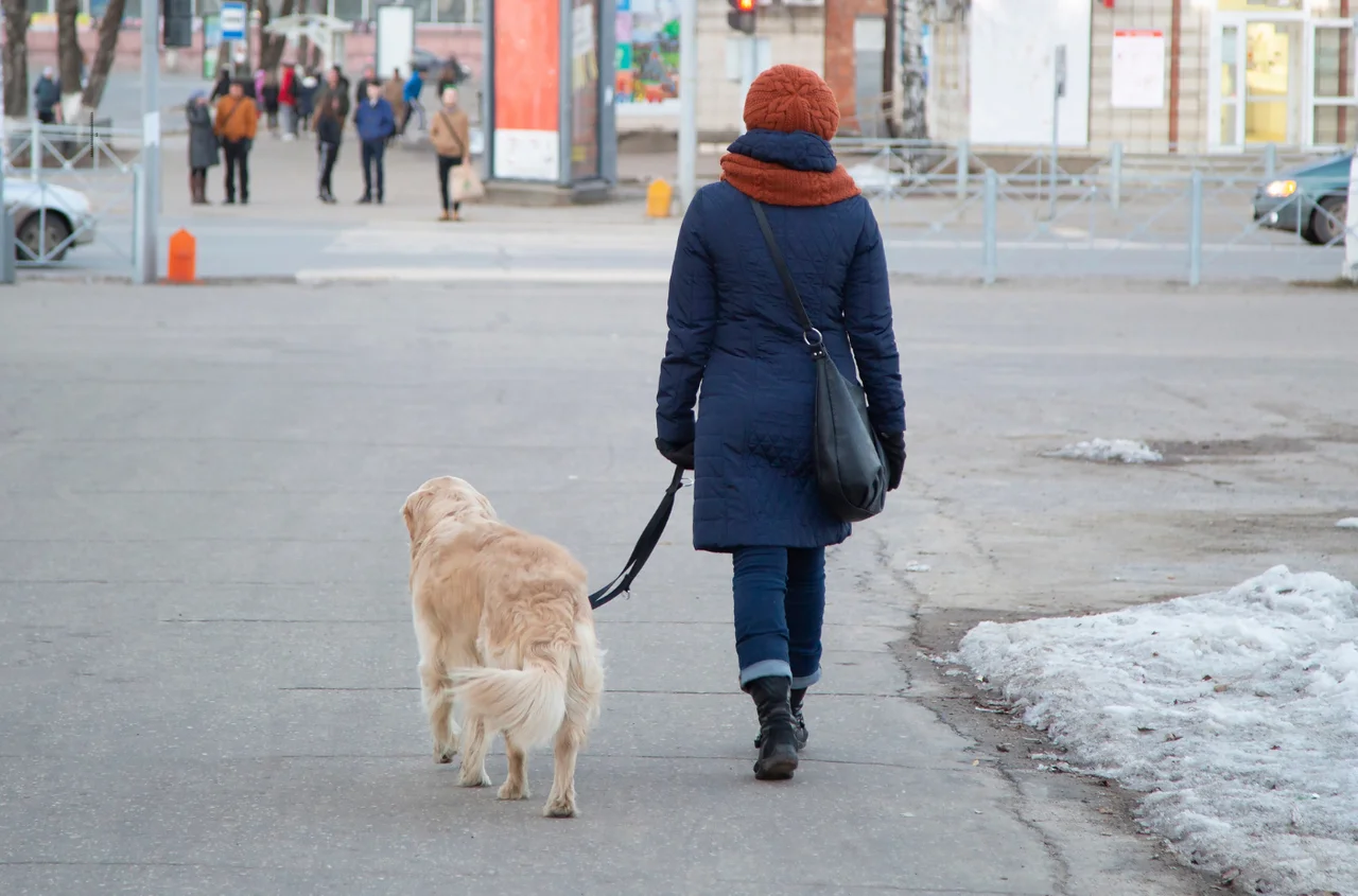 1500 zł na start dla nowego opiekuna psa - Ten rejon Polski chce wprowadzić program "Becikowe 4 łapy"