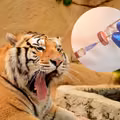 Trwają szczepienia w ZOO przeciw Covid-19. Co ze zwierzętami domowymi?
