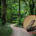 Wyglądają niepozornie, ale mogą być groźne! Uważaj, gdzie stawiasz nogę w lesie!