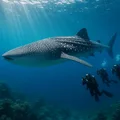 Rekin Wielorybi: Gigantyczny Strażnik Oceanów i Gwiazda Święta 30 Sierpnia