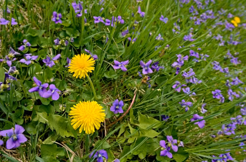 Ten mały fioletowy kwiatek to babciny sposób na ból gardła! Działa jak naturalna tarcza przeciw wirusom i bakteriom