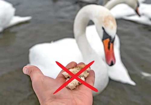 Anielskie skrzydło – tragiczny efekt dokarmiania łabędzi chlebem!