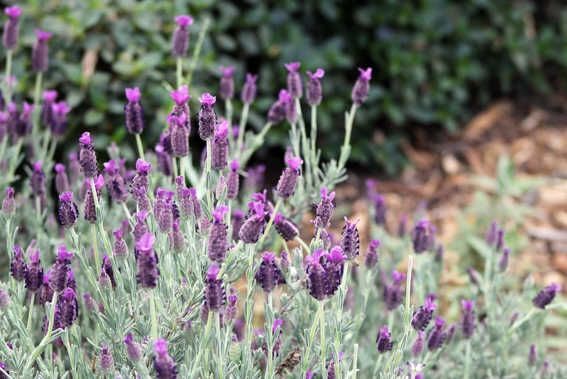 Jak sadzić lawendę w doniczkach i w ogrodzie