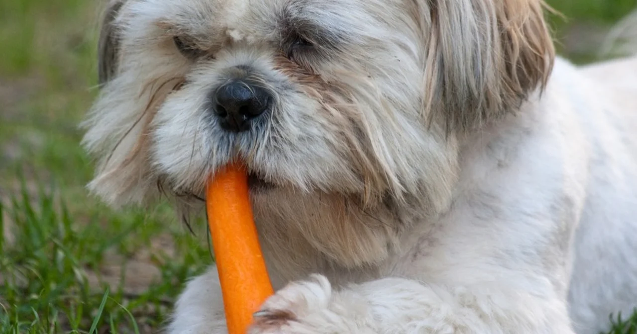 9 produktów, którymi powinnaś karmić swojego psa, ale tego nie robisz