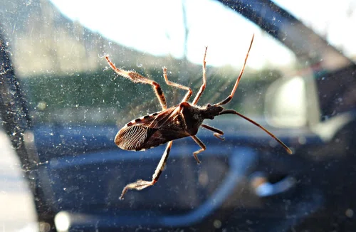 Inwazja owadów w domach. Czy wtyki amerykańskie są groźne?