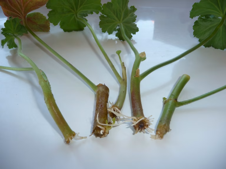 pora przygotować sadzonki pelargonii