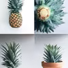 ananas w doniczce