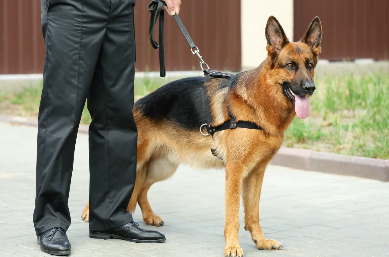 Święto Straży Granicznej: Historia i Znaczenie