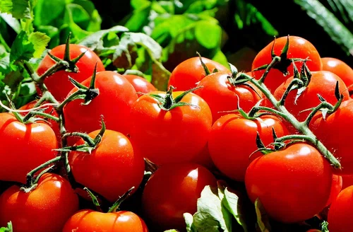Jak odróżnić naturalnego pomidora od pomidora GMO? Dwa skuteczne sposoby