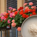 Domowa odżywka dla pelargonii. Wystarczą DWA składniki z kuchni, aby kwiaty były piękne i zdrowe