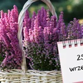 Kartka z kalendarza: 25 września - imieniny, gwiazdy, nietypowe święta! Odkryj sekrety tego dnia!