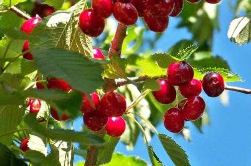 Kto nie powinien jeść czereśni? Te osoby muszą uważać!