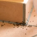Świetny sposób na przegonienie MRÓWEK!