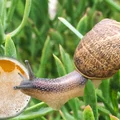 Ślimaki w ogrodzie? Oto 7 sposobów, które skutecznie się ich pozbędą