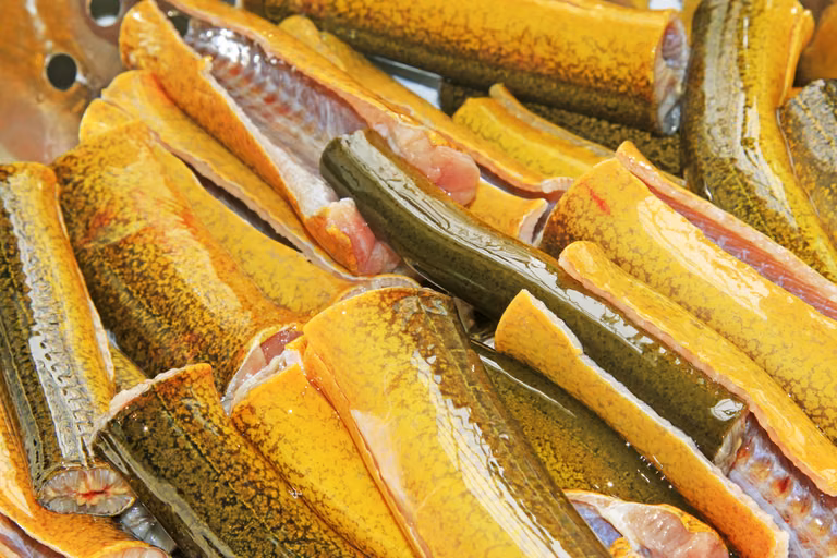 Jak ułatwić sobie sprawianie węgorza?