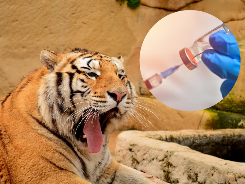 Trwają szczepienia w ZOO przeciw Covid-19. Co ze zwierzętami domowymi?