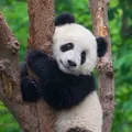 Dzień Pandy: Świętowanie najbardziej uroczych stworzeń na Ziemi