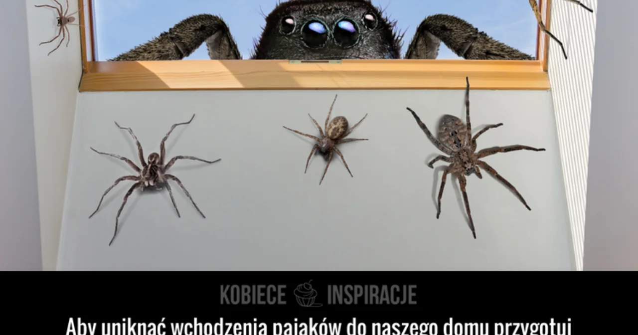 Jak skutecznie przegonić pająki z domu?