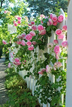 Piękne róże;)