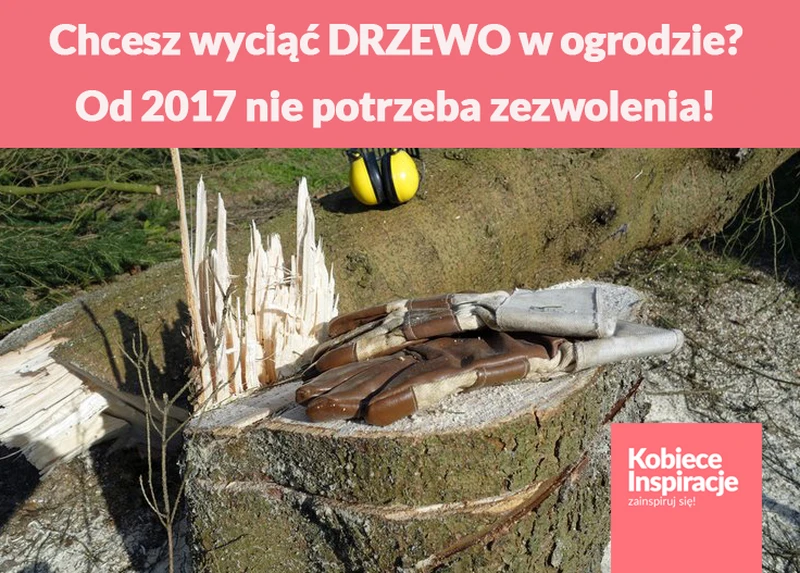 Chcesz wyciąć DRZEWO w ogrodzie? Od 2017 nie potrzeba zezwolenia!