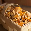 Ceny grzybów biją rekordy! Za kilogram kurek trzeba zapłacić krocie!