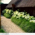 Hortensje