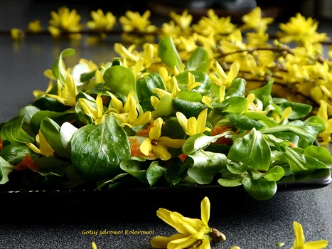 Roszponka z kwiatami forsycji - sałatka obiadowa