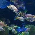 Światowy Dzień Oceanów: Znaczenie i Sposoby Ochrony
