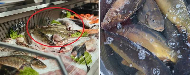Gdzie i za ile można już kupić żywego karpia? Porównujemy ceny w różnych marketach!