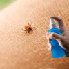 Naukowcy potwierdzają: Ten domowy spray to broń przeciwko kleszczom, której potrzebujesz!