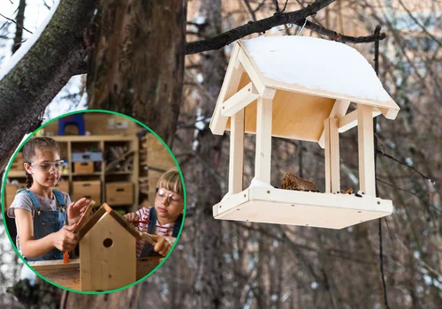 Karmnik jak pułapka – 7 błędów, które mogą zaszkodzić ptakom