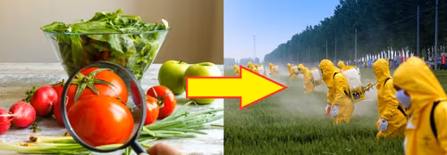 Sprawdź które OWOCE i WARZYWA wchłaniają NAJMNIEJ PESTYCYDÓW!