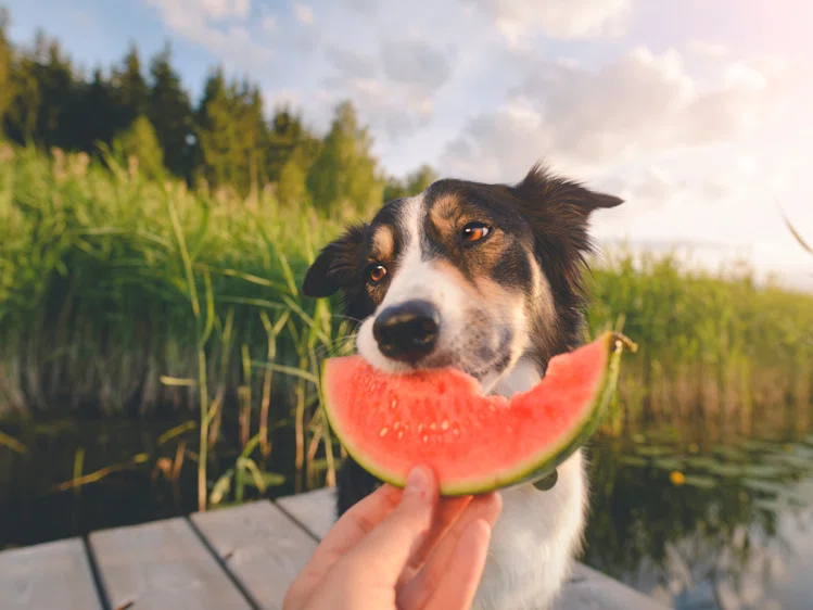 Zdjęcie Jakich owoców nie może jeść pies? #1