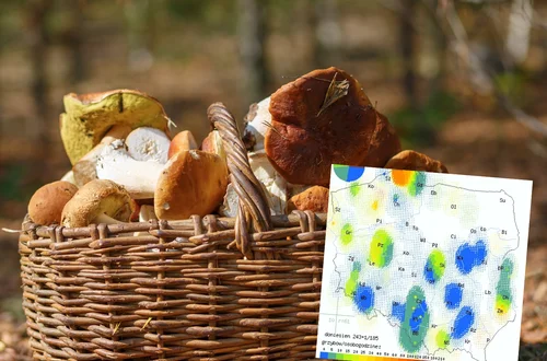 Mapa grzybów 2023: Odkryj miejsca, gdzie grzybów aktualnie jest najwięcej!