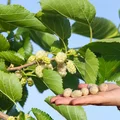 Wspomaga odchudzanie i obniża poziom cukru we krwi. Ta roślina to naturalne lekarstwo!