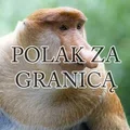 Polak za granicą, czyli Polak Polakowi… Polakiem.