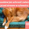 5 sposobów jak uchronić zwierzęta przed stresem w sylwestra