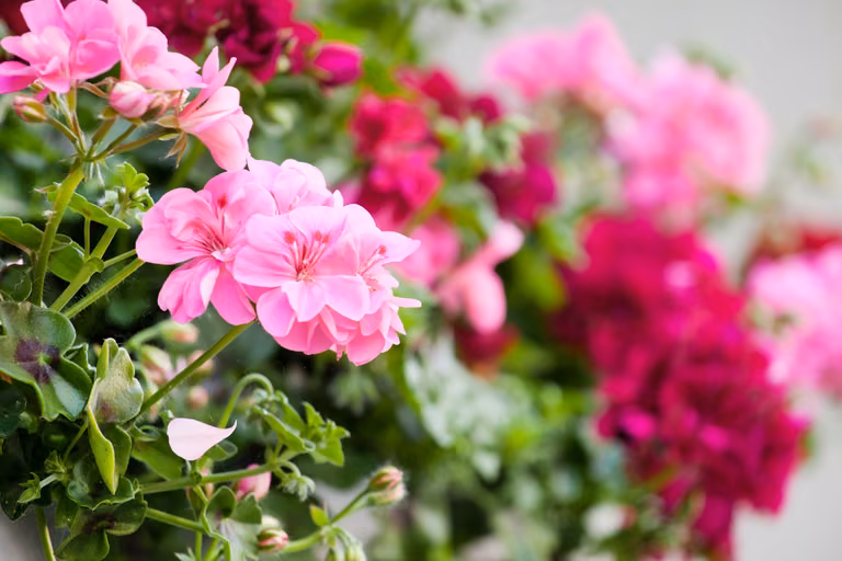 Czym najlepiej nawozić PELARGONIE?