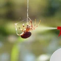 Pozbądź się pająków raz na zawsze! Sprawdź przepis na domowy spray!