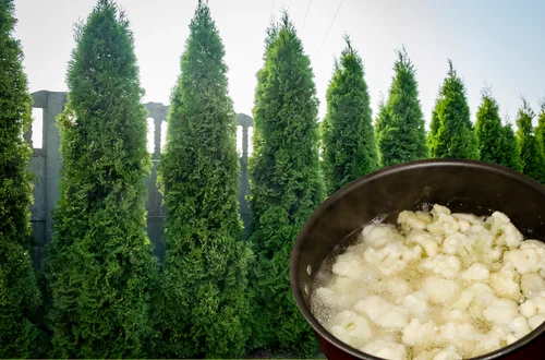 Ten roztwór prosto z kuchni sprawi, że tuje wystrzelą do góry! To tani i naturalny płyn wzrostu