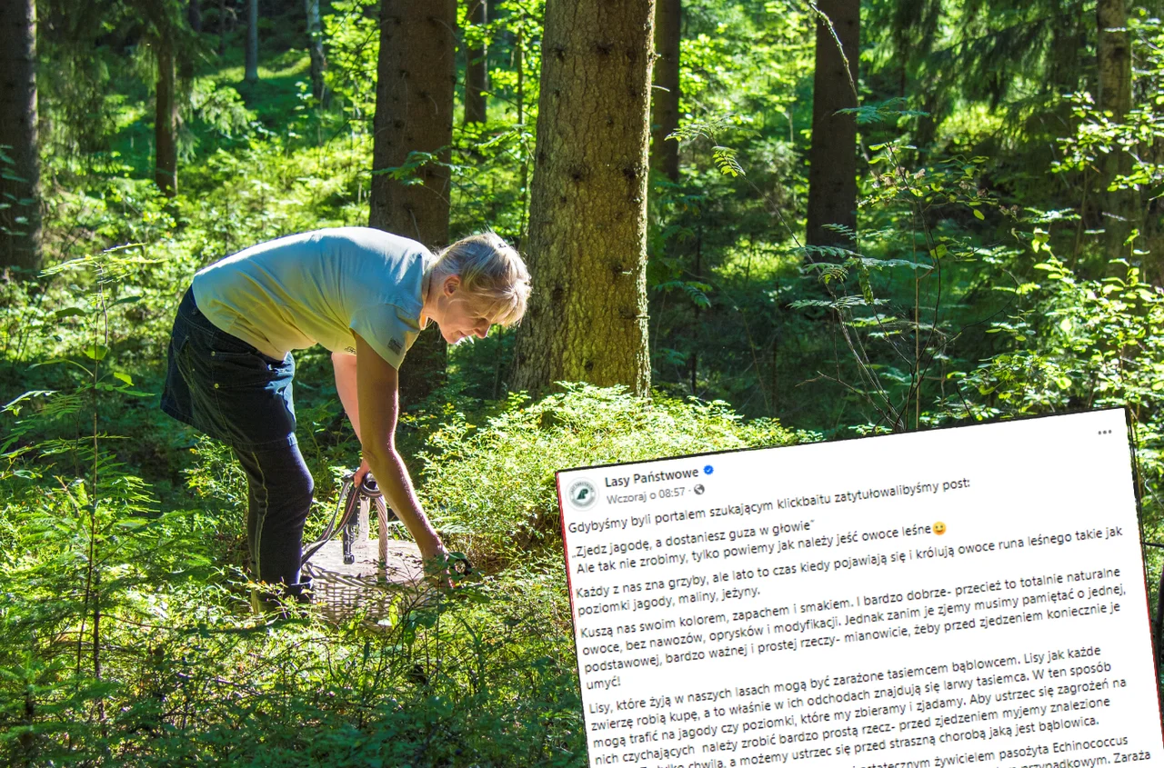 „Zjedz jagodę, a dostaniesz guza w głowie”.  Lasy Państwowe opublikowały komunikat z ostrzeżeniem!