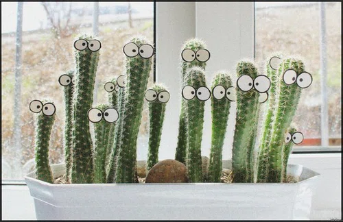 Wesołe kaktusy :)