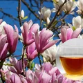 To drzewo właśnie kwitnie w ogrodach! Naturalny środek na stres i lepszy sen